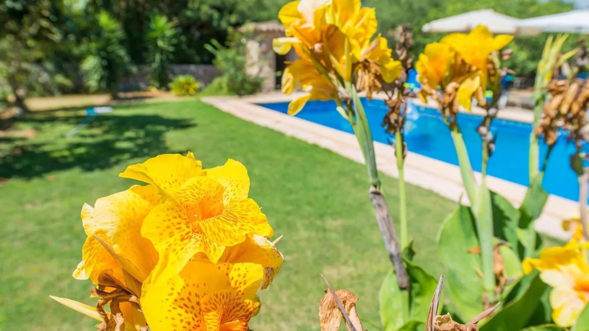 Charming Villa In Manacor With Shared Pool. 0*, Manacor (Mallorca)